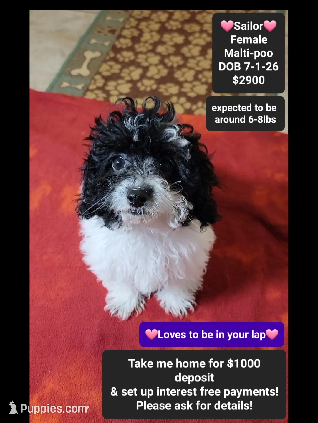 Sailor*1000 take home – Maltipoo Puppy for Sale in | Puppies.com