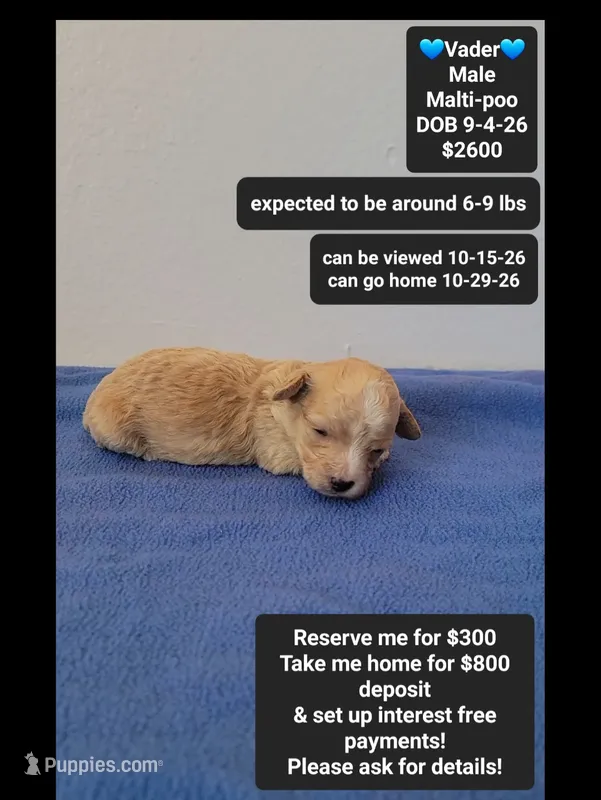 Vader – Maltipoo puppy for sale in Tucson, AZ