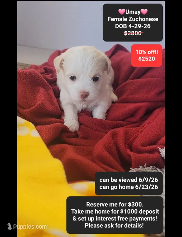 Umay – Havanese, Shichon puppy for sale in Tucson, AZ