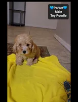 Parker*800 take home, a male Poodle - Toy  for sale in Tucson, AZ – 3 of 3