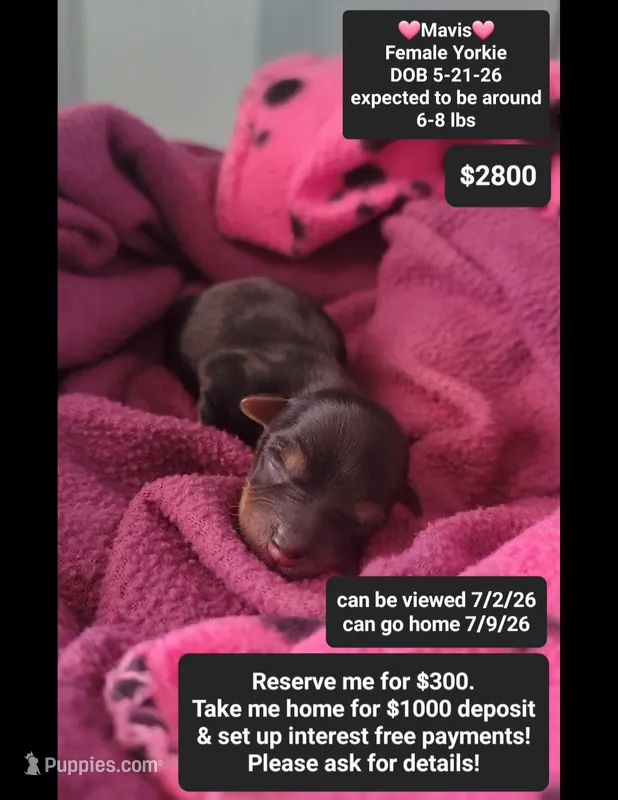 Mavis – Yorkshire Terrier puppy for sale in Tucson, AZ