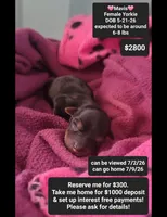 Mavis, a female Yorkshire Terrier for sale in Tucson, AZ – 1 of 1