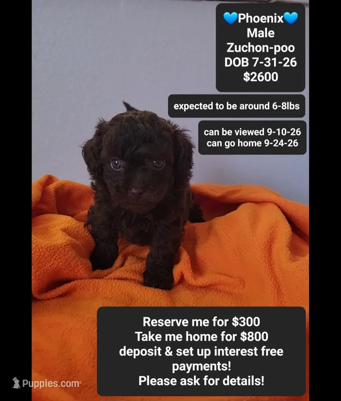 Pheonix*800 take home – Poodle - Toy , Shichon puppy for sale in Tucson, AZ