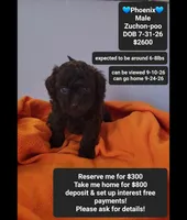 Pheonix*800 take home, a male Poodle - Toy  and Shichon for sale in Tucson, AZ – 1 of 3