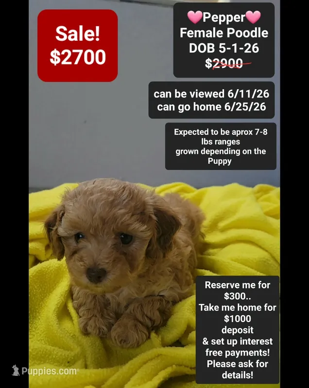 Pepper – Poodle - Toy  puppy for sale in Tucson, AZ