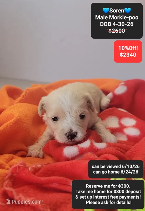Soren – Poodle - Toy , Morkie puppy for sale in Tucson, AZ