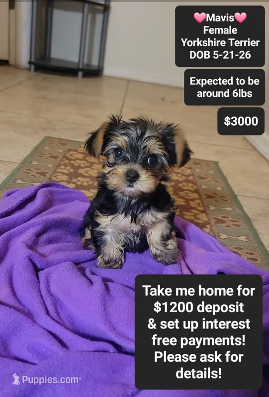 Mavis*1000 take home – Yorkshire Terrier puppy for sale in Tucson, AZ