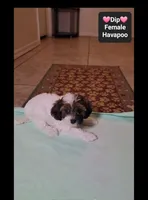 Dip*1000 take home, a female Havanese and Poodle - Toy  for sale in Tucson, AZ – 2 of 3