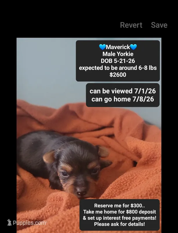 Maverick – Yorkshire Terrier puppy for sale in Tucson, AZ