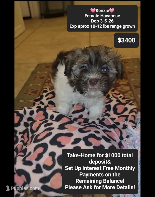 Kenzie – Havanese puppy for sale in Tucson, AZ
