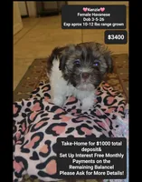 Kenzie, a female Havanese for sale in Tucson, AZ – 1 of 1