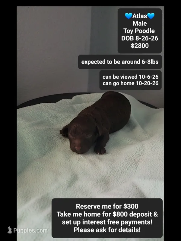 Atlas – Poodle - Toy  puppy for sale in Tucson, AZ
