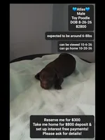 Atlas, a male Poodle - Toy  for sale in Tucson, AZ – 1 of 3