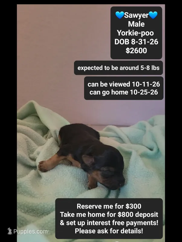 Sawyer*800 take home – Yorkshire Terrier, Poodle - Toy  puppy for sale in Tucson, AZ