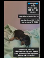 Sawyer*800 take home, a male Yorkshire Terrier and Poodle - Toy  for sale in Tucson, AZ – 1 of 3