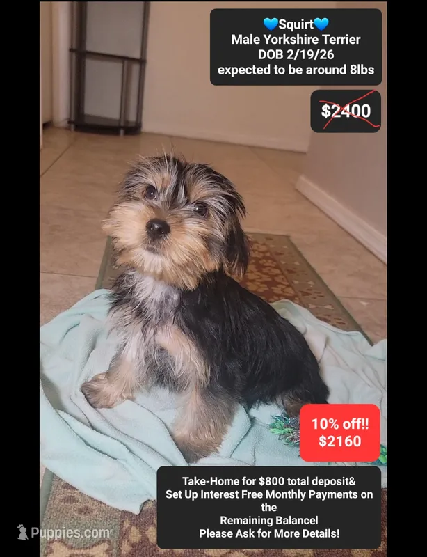Squirt – Yorkshire Terrier puppy for sale in Tucson, AZ