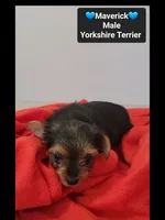 Maverick*800 take home, a male Yorkshire Terrier for sale in Tucson, AZ – 2 of 3