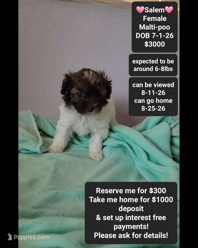 Salem*1000 take home – Maltipoo puppy for sale in Tucson, AZ
