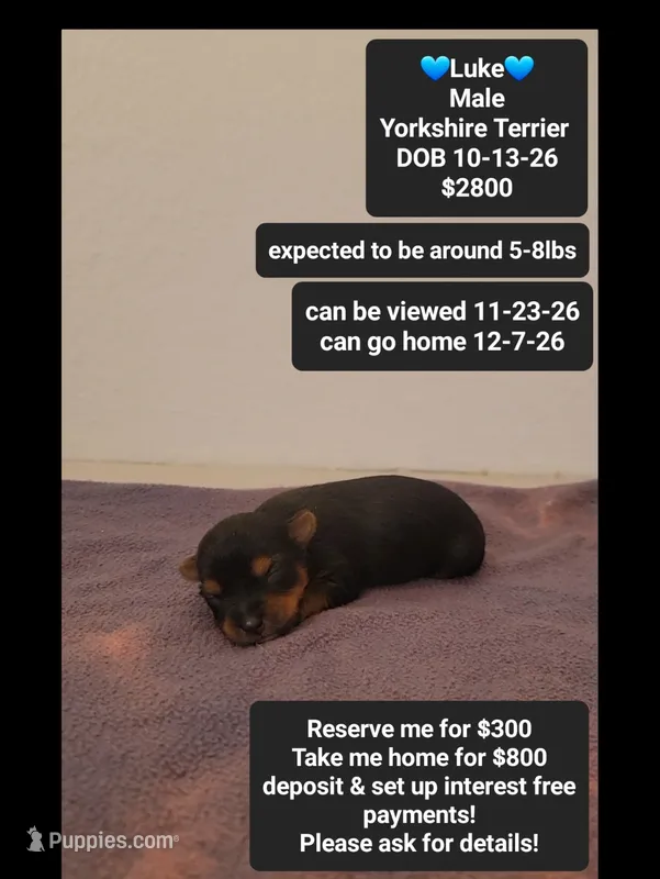 Luke – Yorkshire Terrier puppy for sale in Tucson, AZ