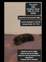 Luke, a male Yorkshire Terrier for sale in Tucson, AZ – 1 of 3