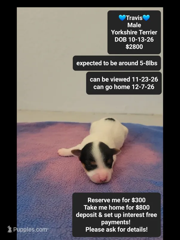 Travis – Yorkshire Terrier puppy for sale in Tucson, AZ