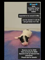 Travis, a male Yorkshire Terrier for sale in Tucson, AZ – 1 of 3