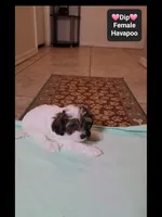 Dip*1000 take home, a female Havanese and Poodle - Toy  for sale in Tucson, AZ – 3 of 3