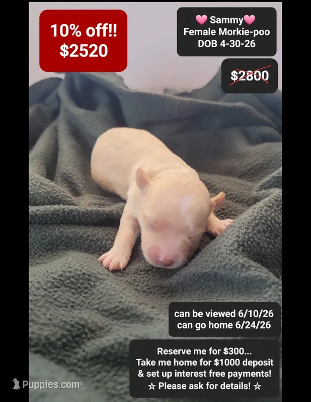 Sammy – Poodle - Toy , Morkie puppy for sale in Tucson, AZ