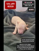 Sammy, a female Poodle - Toy  and Morkie for sale in Tucson, AZ – 1 of 1