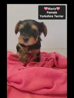 Mavis*1000 take home, a female Yorkshire Terrier for sale in Tucson, AZ – 3 of 3