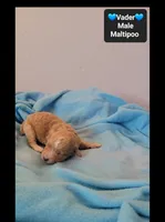 Vader, a male Maltipoo for sale in Tucson, AZ – 2 of 3