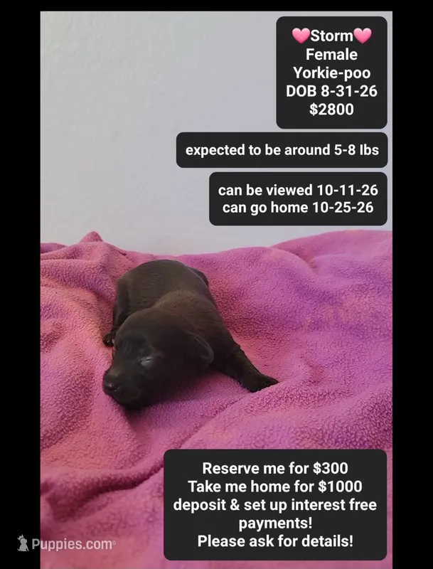 Storm*1000 take home – Yorkshire Terrier, Poodle - Toy  puppy for sale in Tucson, AZ
