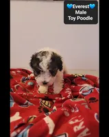 Everest*$800 take home, a male Poodle - Toy  for sale in Tucson, AZ – 3 of 3