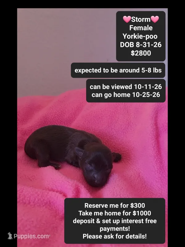 Storm*1000 take home – Yorkshire Terrier, Poodle - Toy  puppy for sale in Tucson, AZ