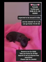 Storm*1000 take home, a female Yorkshire Terrier and Poodle - Toy  for sale in Tucson, AZ – 1 of 3
