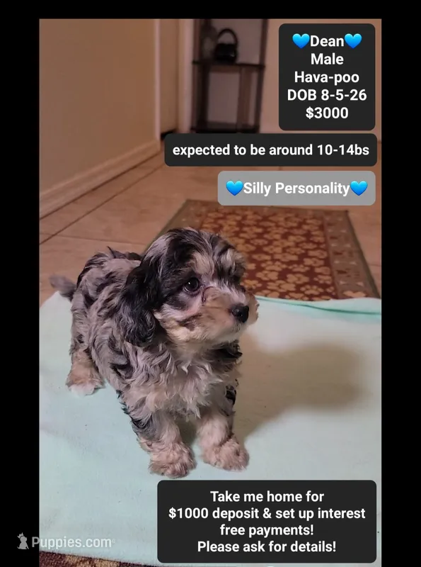 Dean*1000 take home – Havanese, Poodle - Toy  puppy for sale in Tucson, AZ