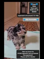 Dean*1000 take home, a male Havanese and Poodle - Toy  for sale in Tucson, AZ – 1 of 3