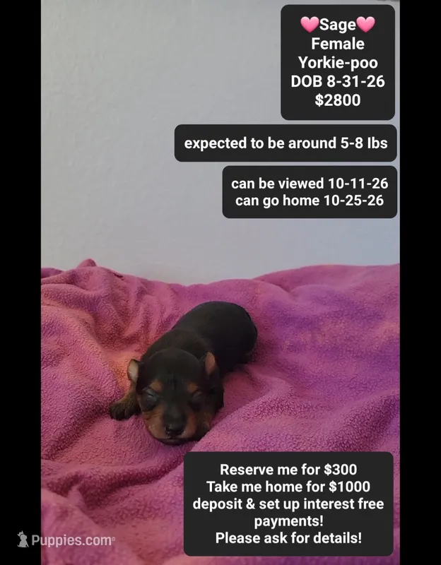 Sage*1000 take home – Yorkshire Terrier, Poodle - Toy  puppy for sale in Tucson, AZ