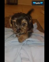 Hydro, a male Yorkshire Terrier for sale in Tucson, AZ – 2 of 2