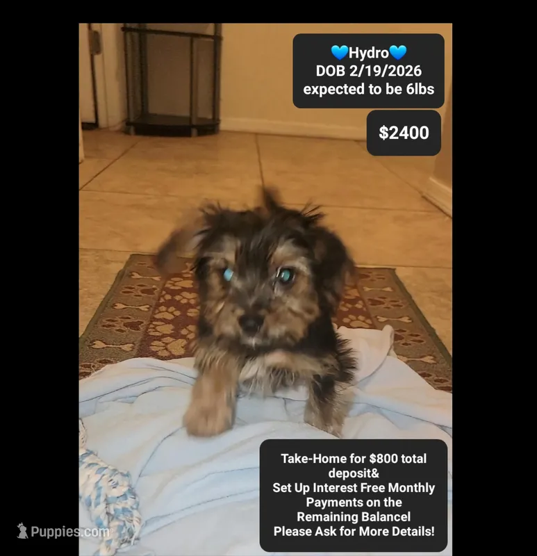 Hydro – Yorkshire Terrier puppy for sale in Tucson, AZ