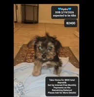 Hydro, a male Yorkshire Terrier for sale in Tucson, AZ – 1 of 2