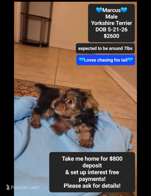 Marcus*$800 take home – Yorkshire Terrier puppy for sale in Tucson, AZ