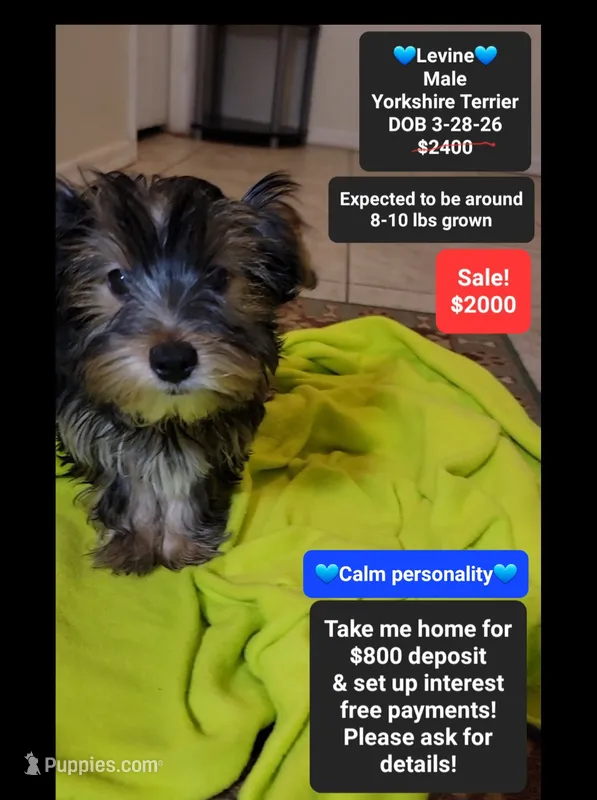 Levine*800 take home – Yorkshire Terrier puppy for sale in Tucson, AZ