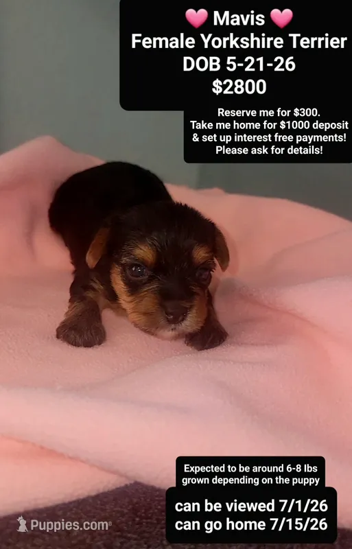 Mavis – Yorkshire Terrier puppy for sale in Tucson, AZ