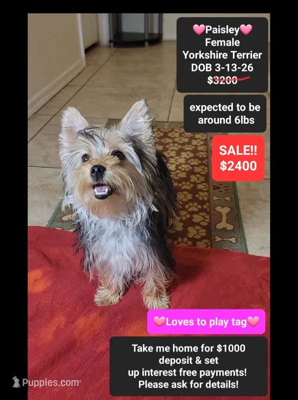 Paisley*1000 take home – Yorkshire Terrier puppy for sale in Tucson, AZ