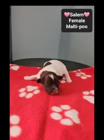 Salem*1000 take home, a female Maltipoo for sale in Tucson, AZ – 3 of 3