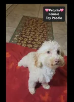 Petunia*900 take home, a female Poodle - Toy  for sale in Tucson, AZ – 2 of 3