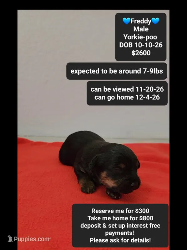 Freddy – Yorkipoo puppy for sale in Tucson, AZ
