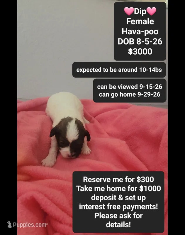 Dip – Havanese, Poodle - Toy  puppy for sale in Tucson, AZ