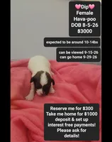 Dip*1000 take home, a female Havanese and Poodle - Toy  for sale in Tucson, AZ – 1 of 3